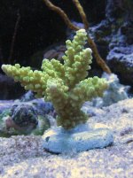 New Corals from Pet's Warehouse 014.jpg