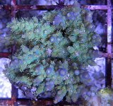 grapeclusters.jpg
