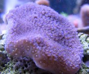 palettaporites.jpg