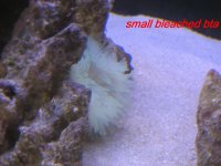 Bleached bta.jpg