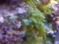 algae2.jpg