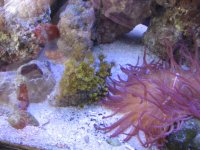 Yellow polyps.jpg