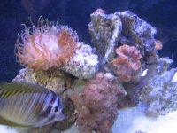 Sailfin, bta, cabbage, polyps.jpg