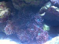 duncin coral.jpg