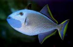 Xanthichthys_auromarginatus.jpg