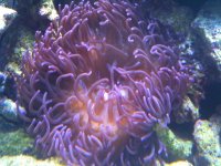 purple anemone.jpg