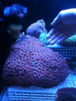 huge acan.jpg