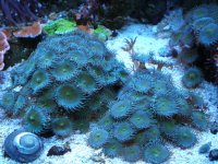 reef swap 09 012.jpg