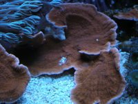 reef swap 09 013.jpg