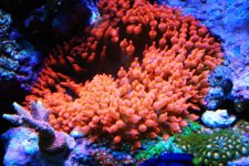 fish tank 002.jpg