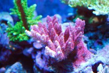 fish tank 011.jpg