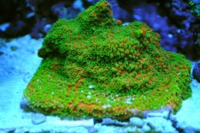 fish tank 021.jpg