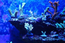mar 13 046.jpg