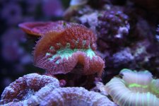 IMG_6218.jpg