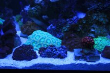 zoas1.jpg