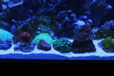 zoas2.jpg
