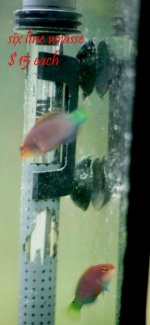 6-line-wrasse.jpg