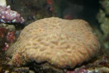 Coral1.jpg