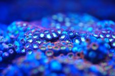 Deep Water Zoa 1.jpg