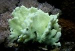Coral2.jpg