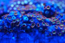 Deep Water Zoa 2.jpg