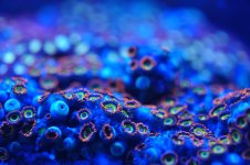 Deep Water Zoa 2B.jpg