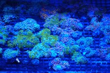 Deep Water Zoa Group Shot Actinic.jpg