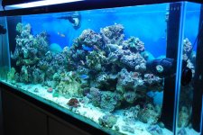 SW fish tank 3-30-10 025.jpg
