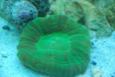 SW fish tank 3-30-10 001.jpg