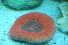 SW fish tank 3-30-10 002.jpg