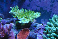 fish tank 017.jpg