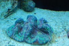 SW fish tank 3-30-10 006.jpg