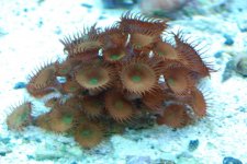 SW fish tank 3-30-10 004.jpg