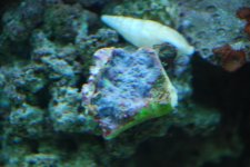 SW fish tank 3-30-10 007.jpg