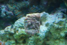 SW fish tank 3-30-10 008.jpg
