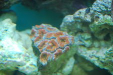 SW fish tank 3-30-10 009.jpg