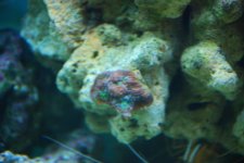 SW fish tank 3-30-10 010.jpg