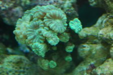 SW fish tank 3-30-10 012.jpg