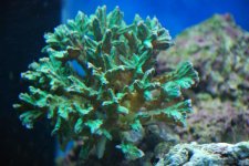 SW fish tank 3-30-10 016.jpg