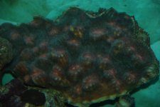 SW fish tank 3-30-10 023.jpg