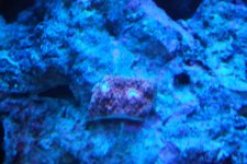 SW fish tank 3-30-10 026.jpg