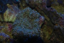 SW fish tank 3-30-10 031.jpg
