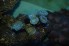SW fish tank 3-30-10 041.jpg