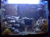 fish tank 1.jpg