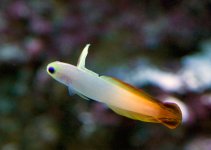 fish_090814_2534.jpg