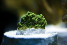 DSC_0073.JPG