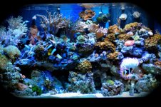 tank ina bubble 3.jpg