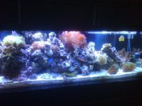 Anemone 1.jpg