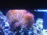 Anemone 2.jpg