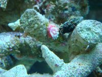 strawberry anenome.jpg